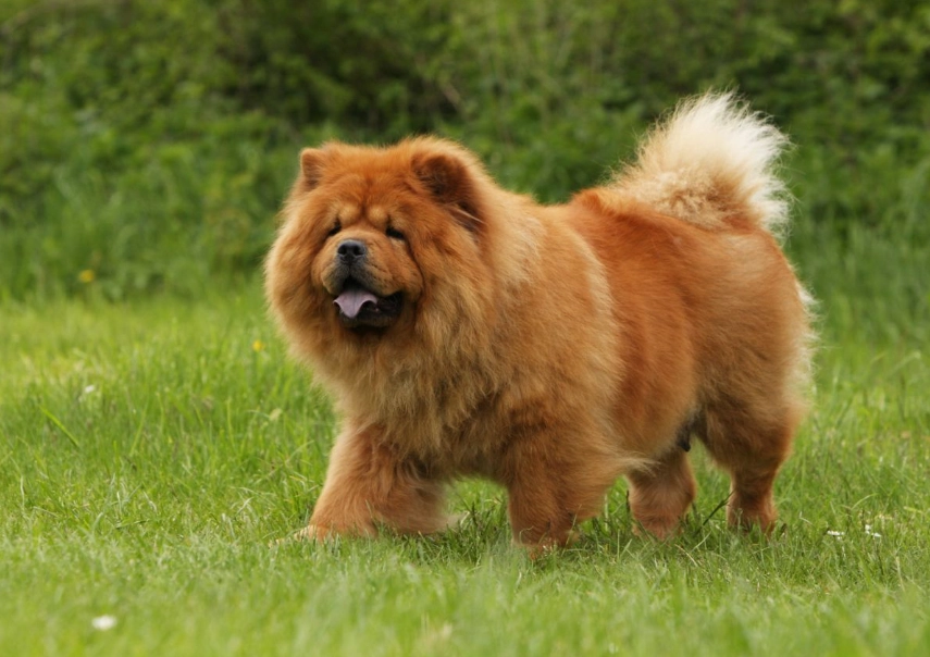 鬆獅犬缺點