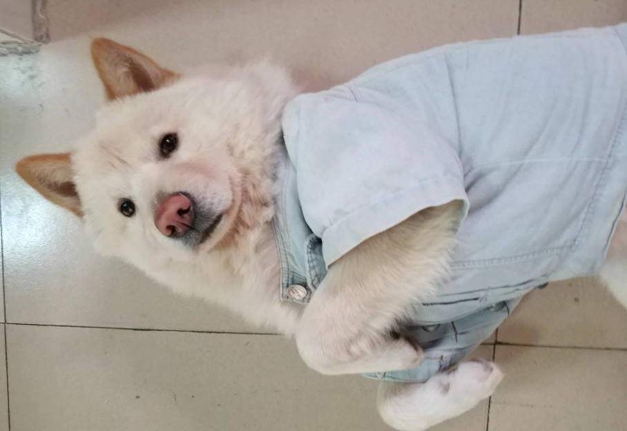 鬆獅犬飼養花費