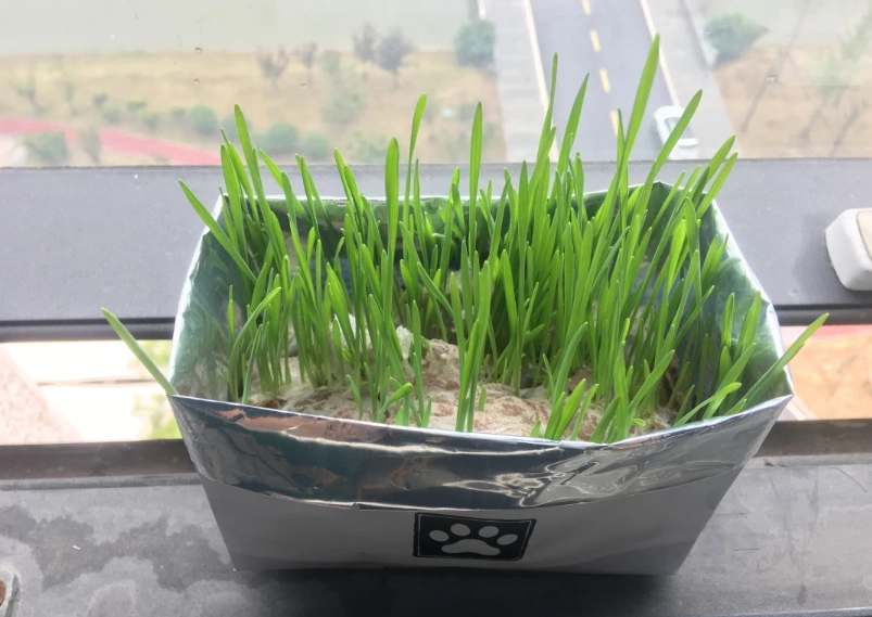 水耕貓草發霉 水耕貓草發霉