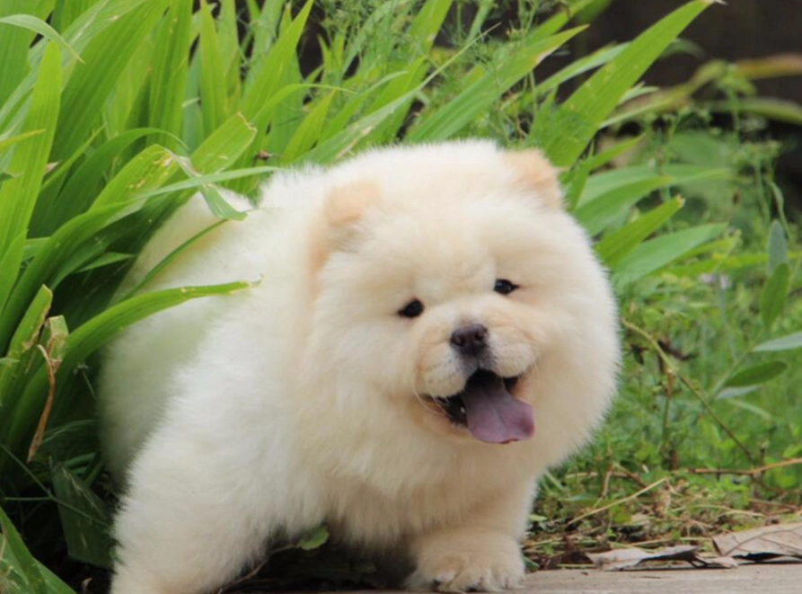 鬆獅犬缺點