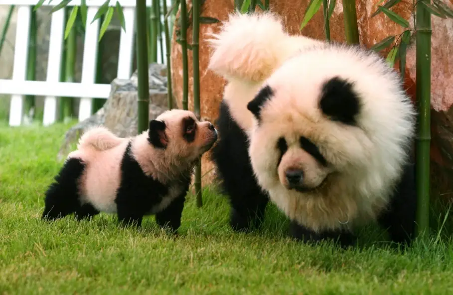 鬆獅犬飼養花費