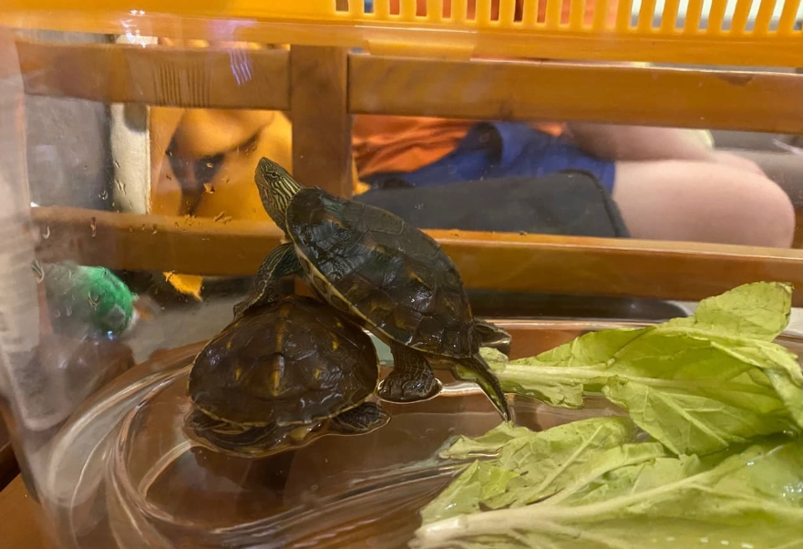 斑龜飼養