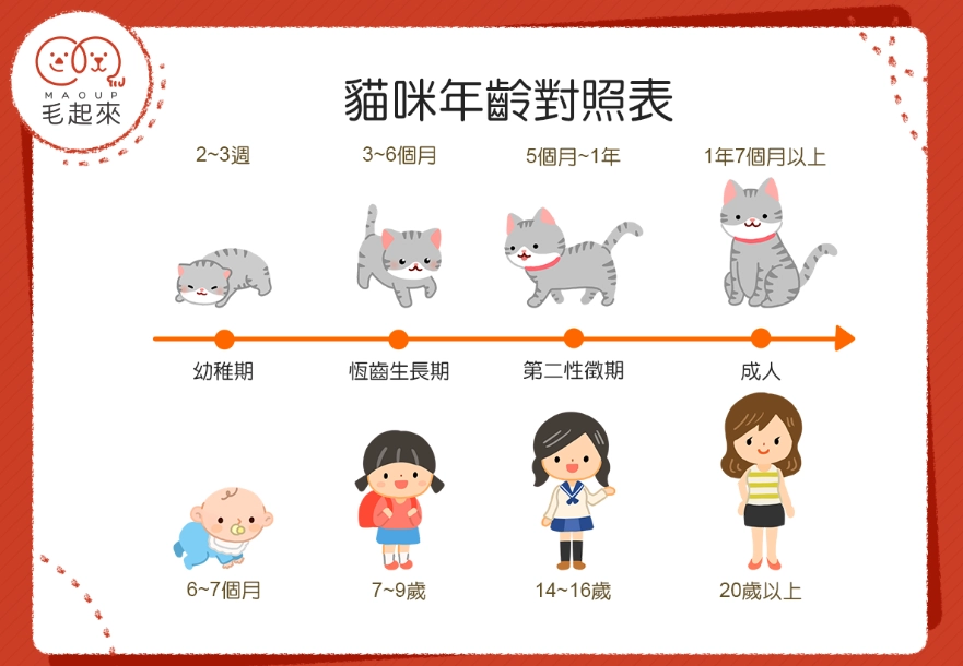 貓咪幾歲 貓咪幾歲