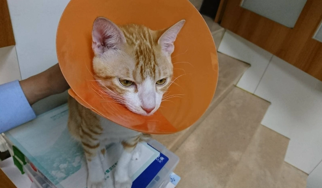 防舔頭套