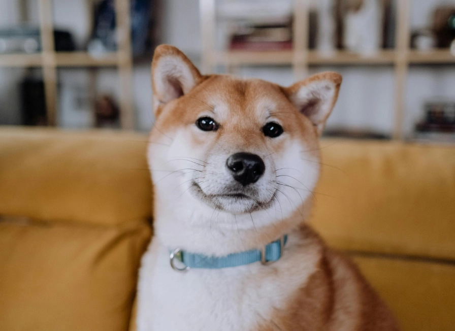 養柴犬費用 養柴犬費用