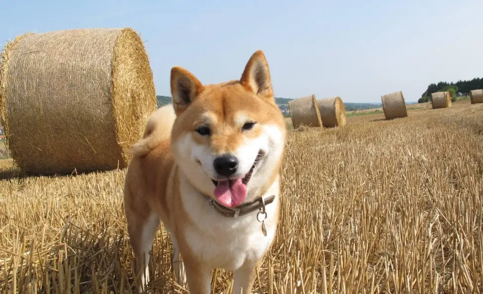 柴犬一個月花費 柴犬一個月花費