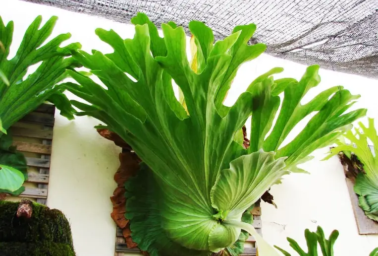 鹿角蕨上板 鹿角蕨上板