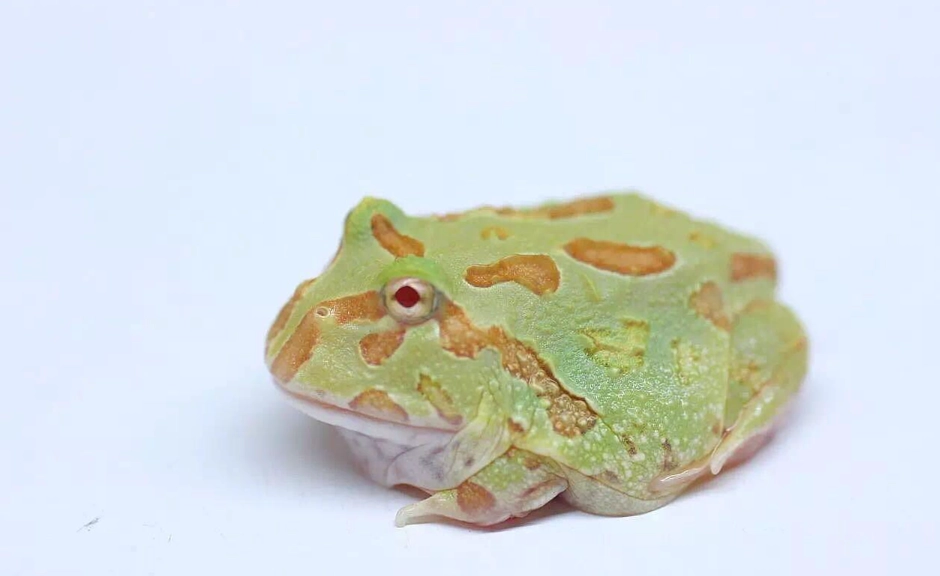 角蛙拒食 角蛙拒食