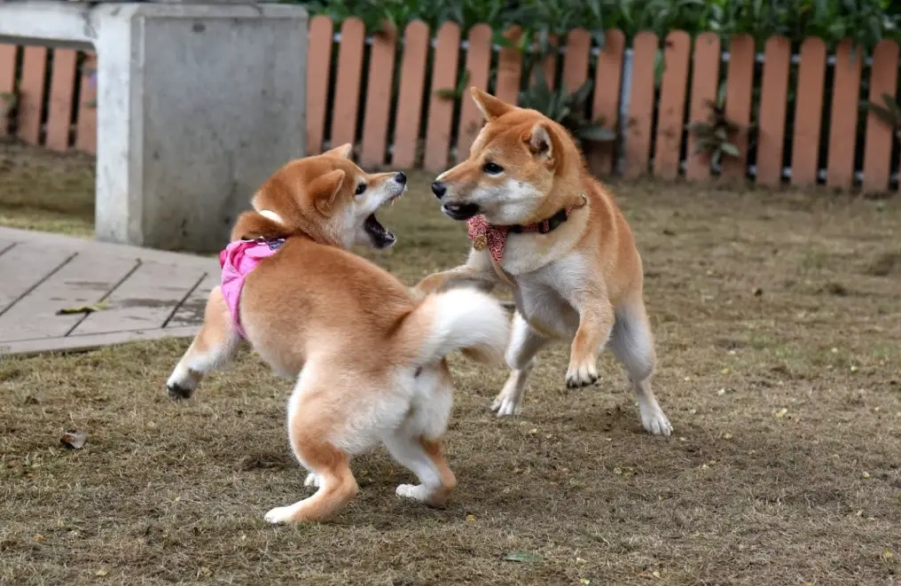 柴犬一個月花費 柴犬一個月花費