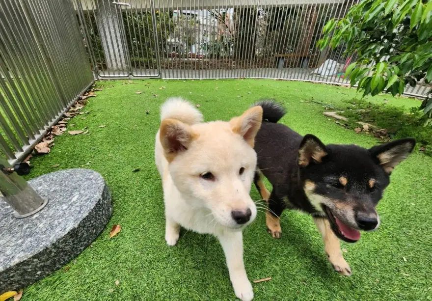 養柴犬費用 養柴犬費用