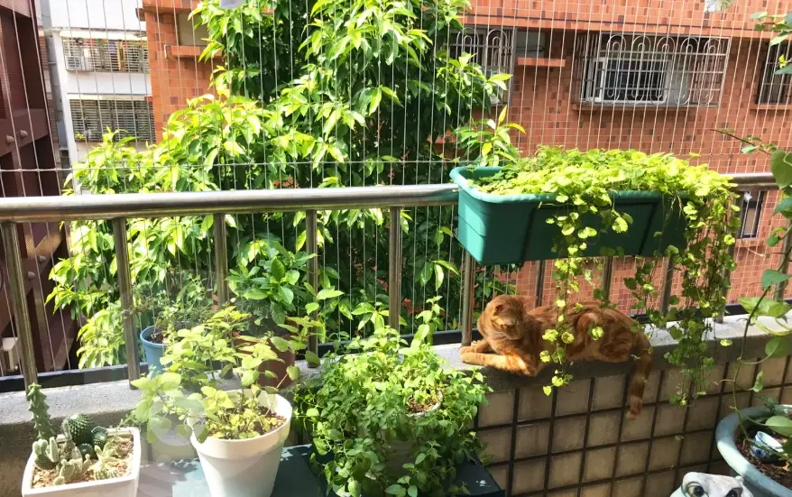 防貓紗窗 防貓紗窗