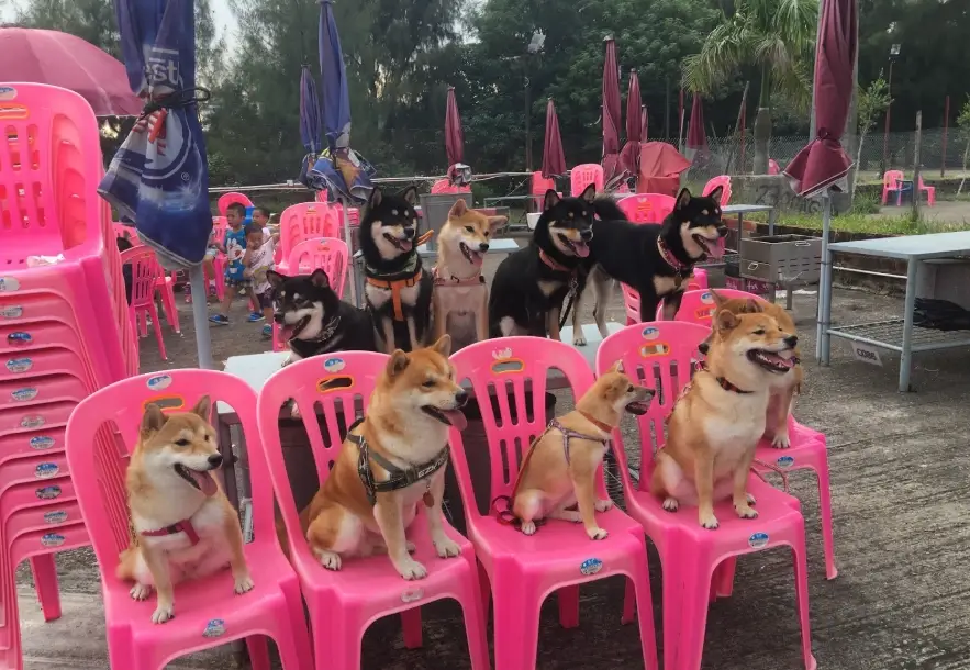 柴犬一個月花費 柴犬一個月花費