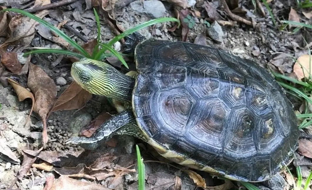 斑龜飼養環境