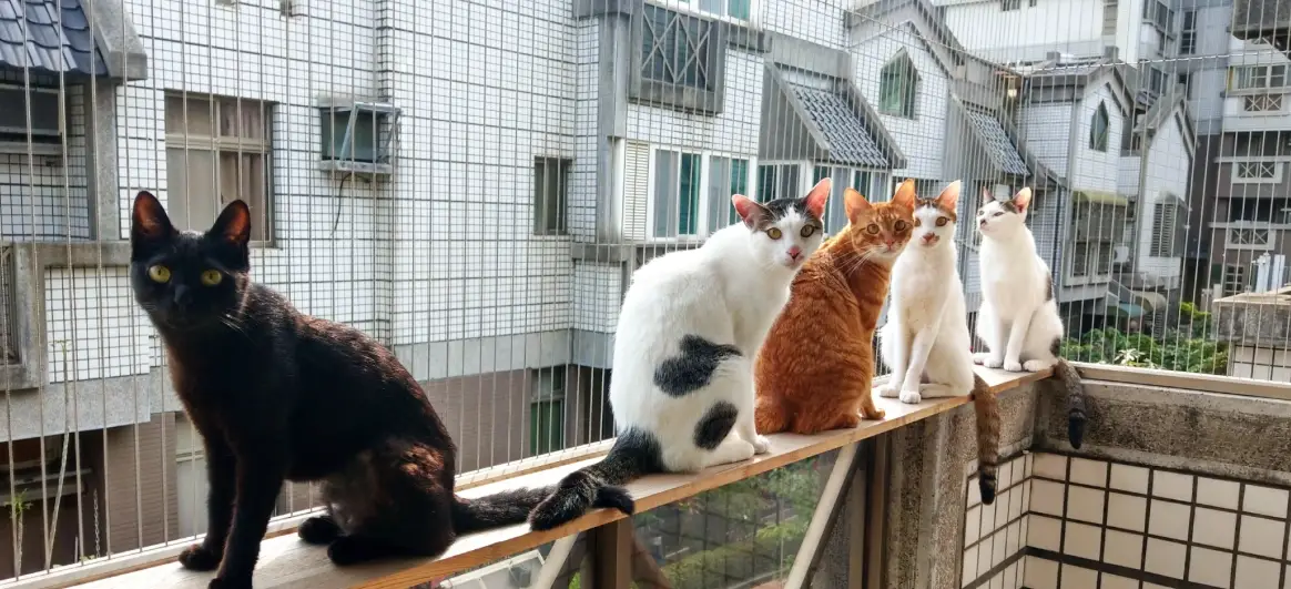 貓幾歲算老