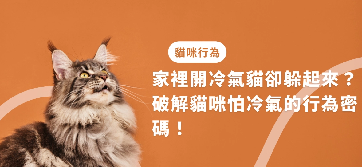 貓咪年齡對照表