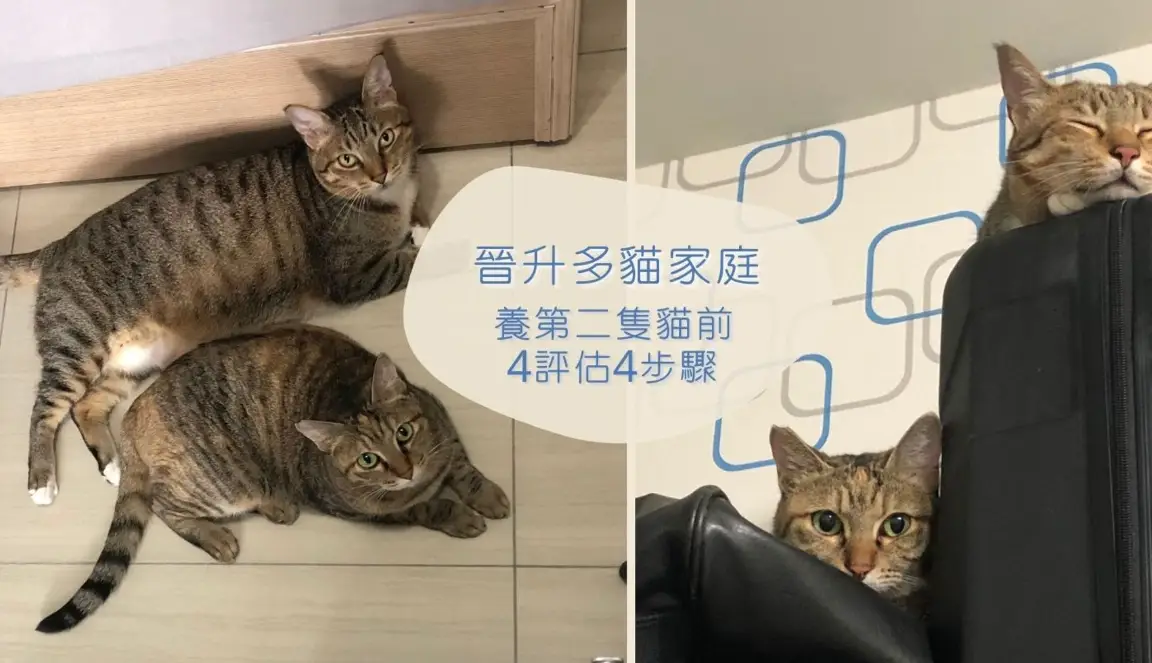 貓咪年齡對照表