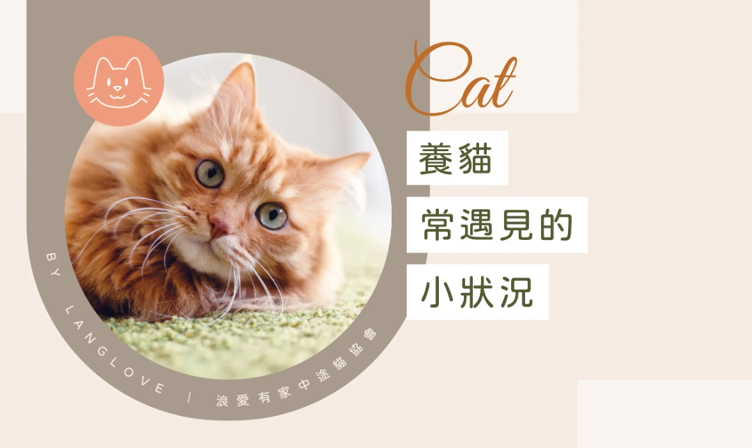 貓咪不能吃什麼