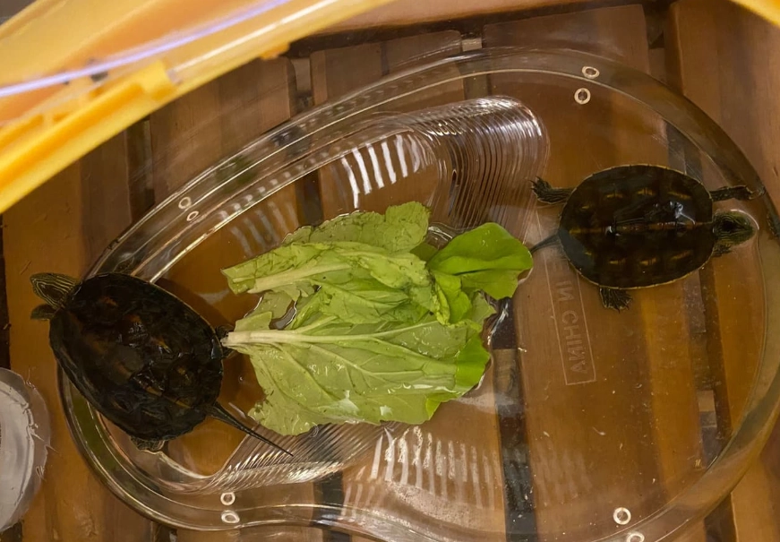 斑龜飼養 斑龜飼養