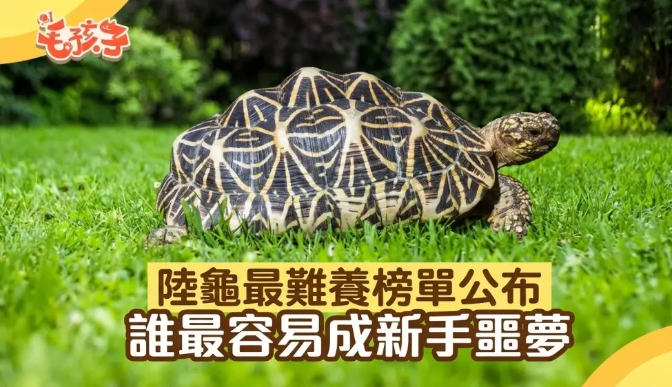 陸龜飼養環境