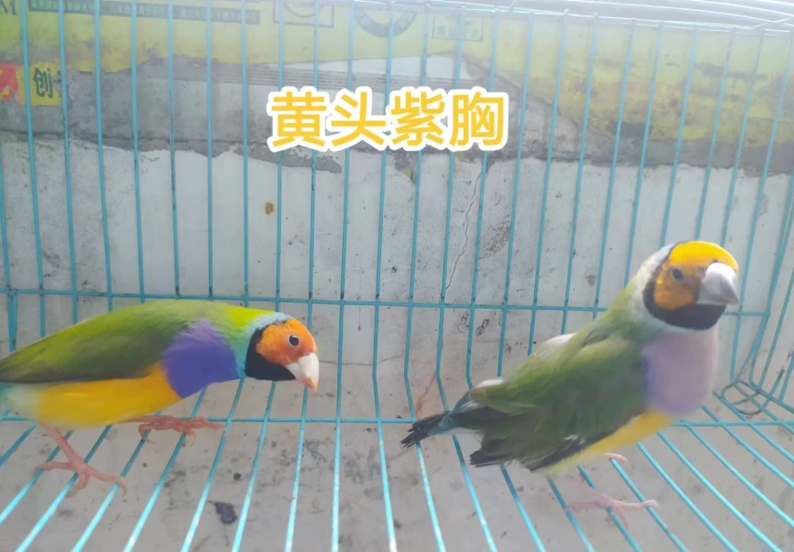寵物鳥飼養