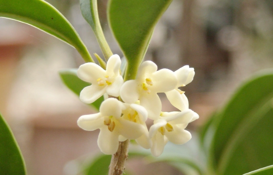 桂花茶功效
