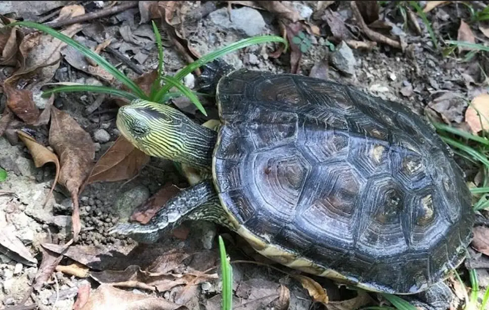 斑龜飼養 斑龜飼養
