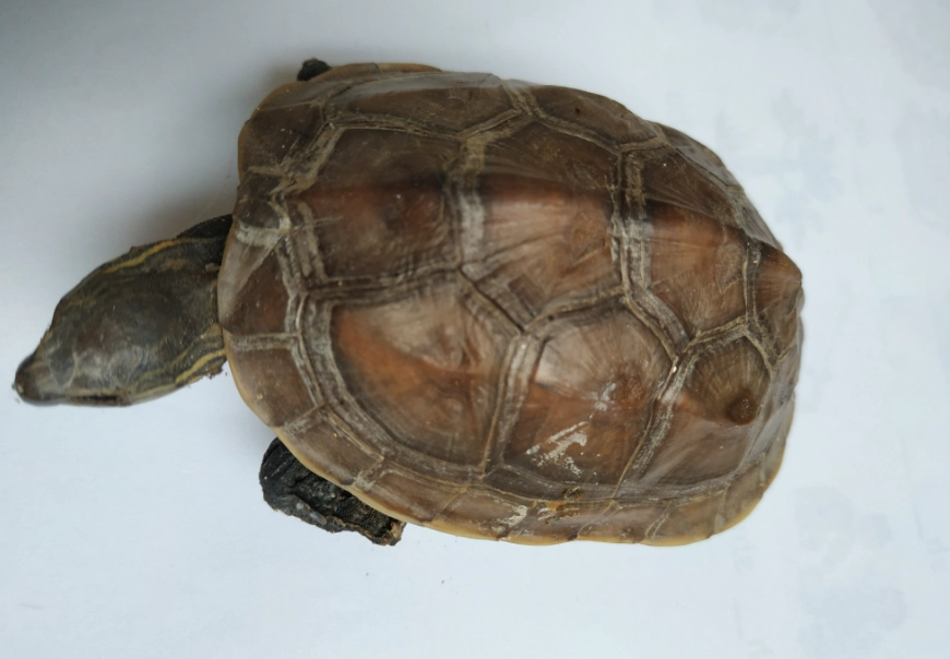 烏龜死亡判斷