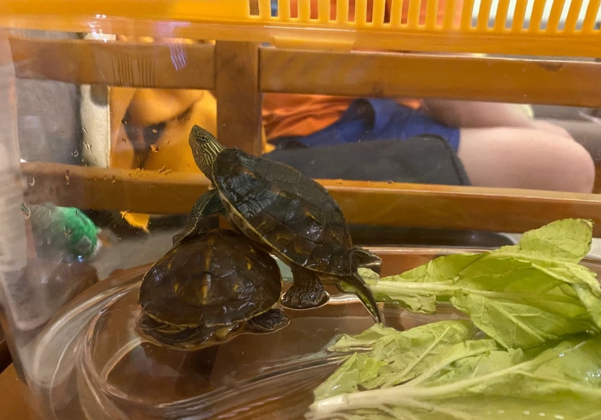 斑龜飼養 斑龜飼養