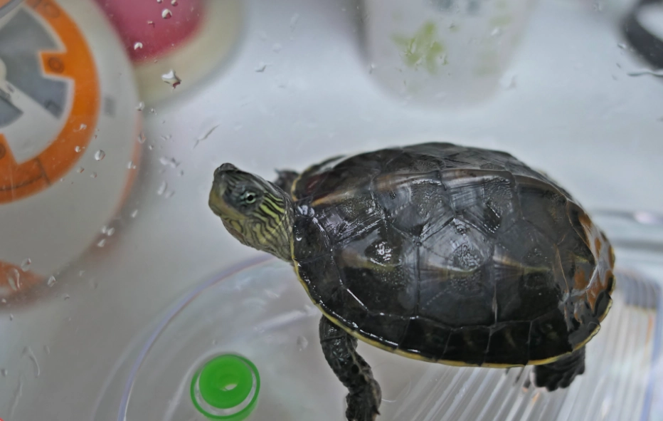 烏龜認人