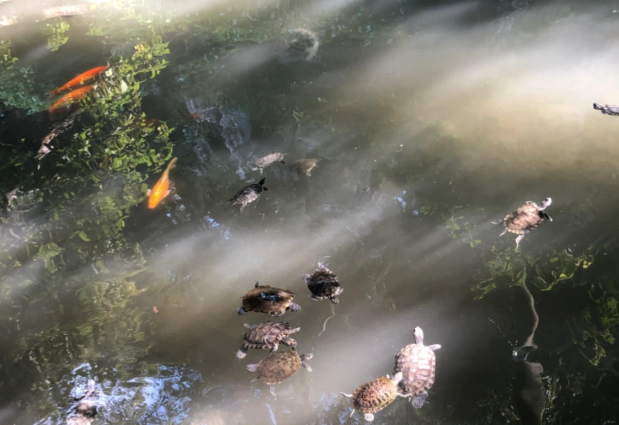 烏龜死亡判斷