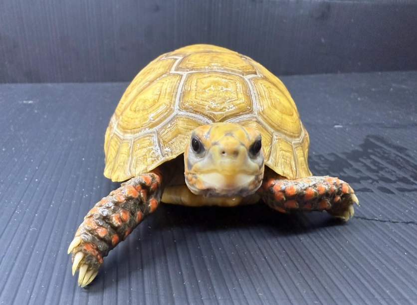 陸龜飼養環境