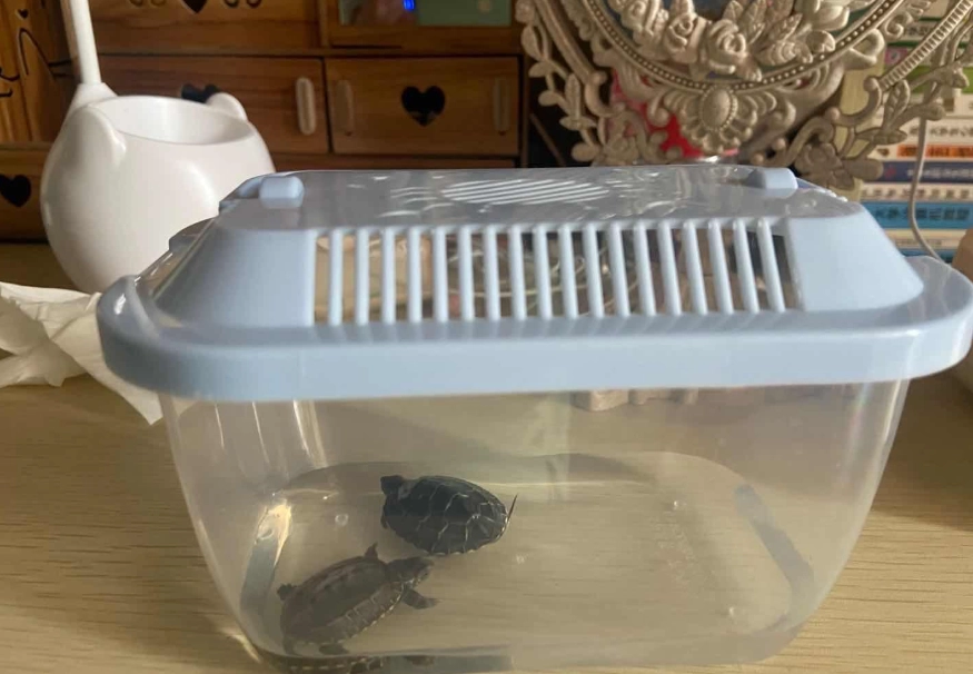 烏龜死亡判斷