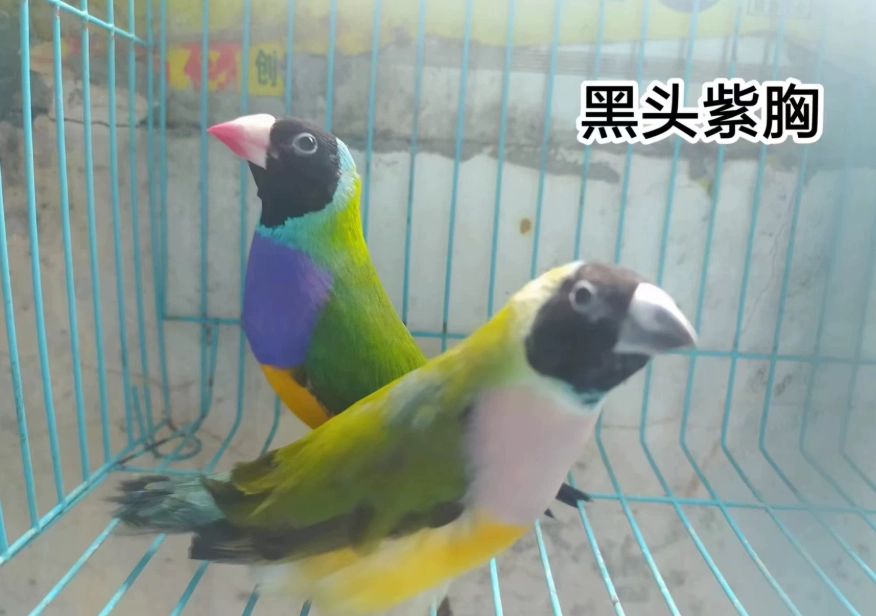 寵物鳥飼養