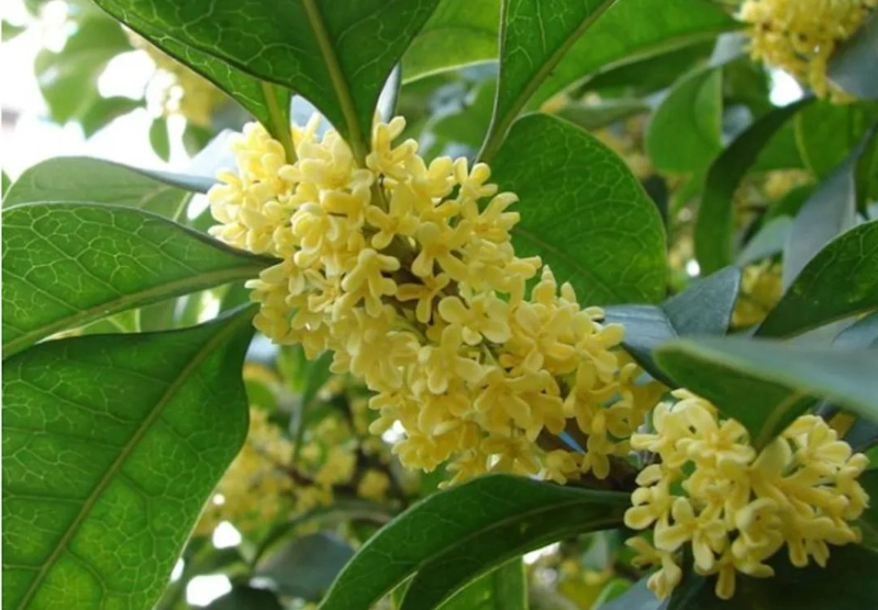 桂花禁忌