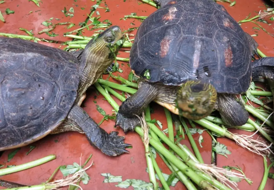 烏龜死掉怎麼處理