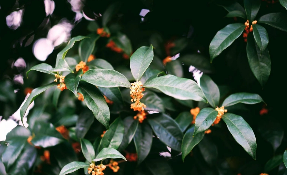 桂花禁忌