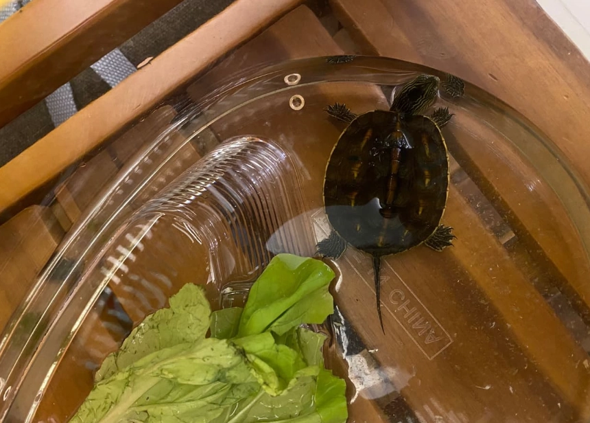 斑龜飼養 斑龜飼養