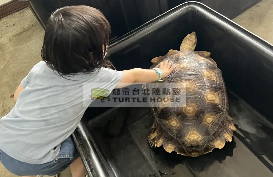 陸龜飲食