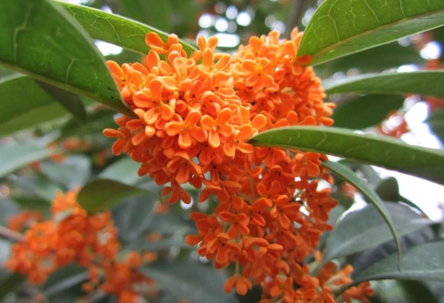 桂花茶功效