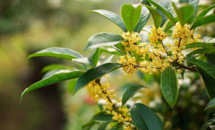 桂花茶功效