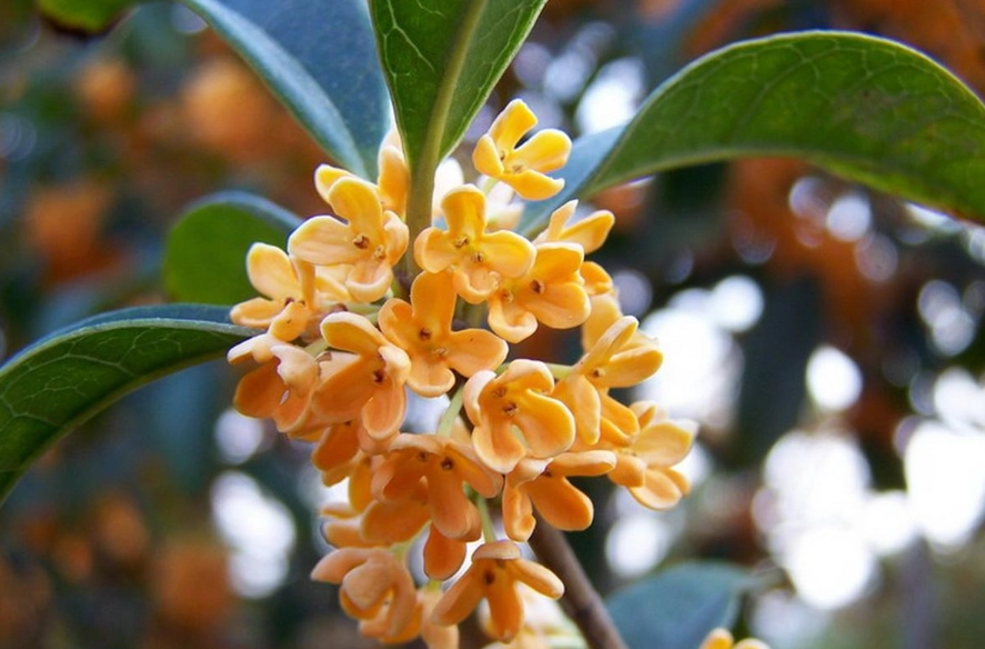 桂花禁忌