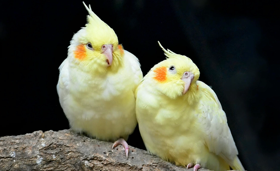 寵物鳥飼養