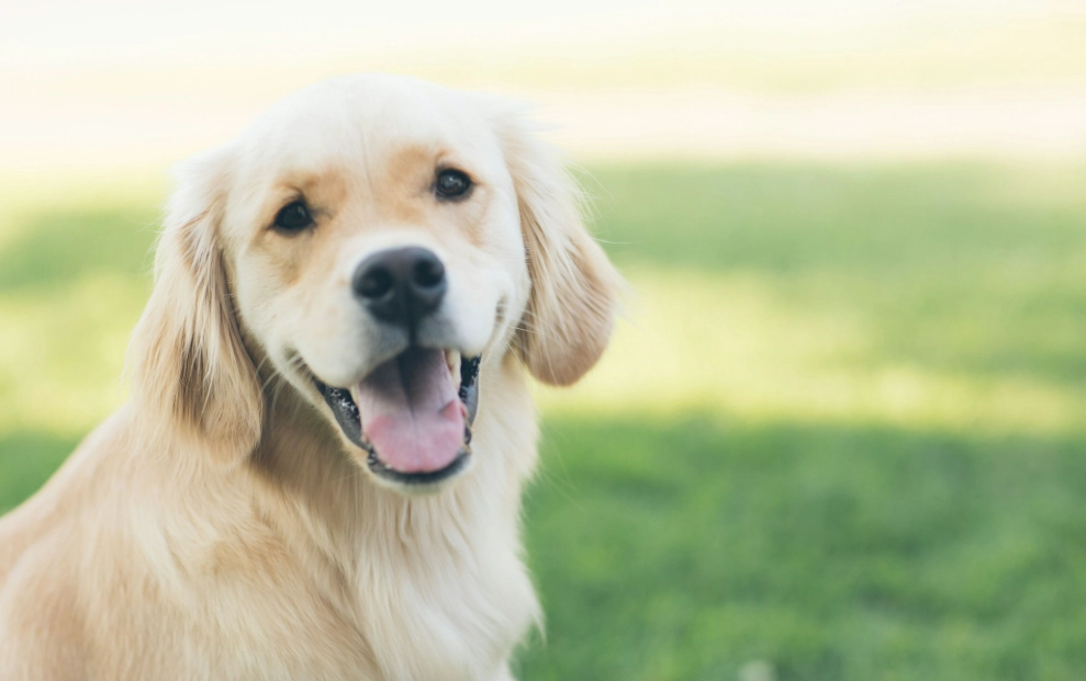 黃金幼犬價格
