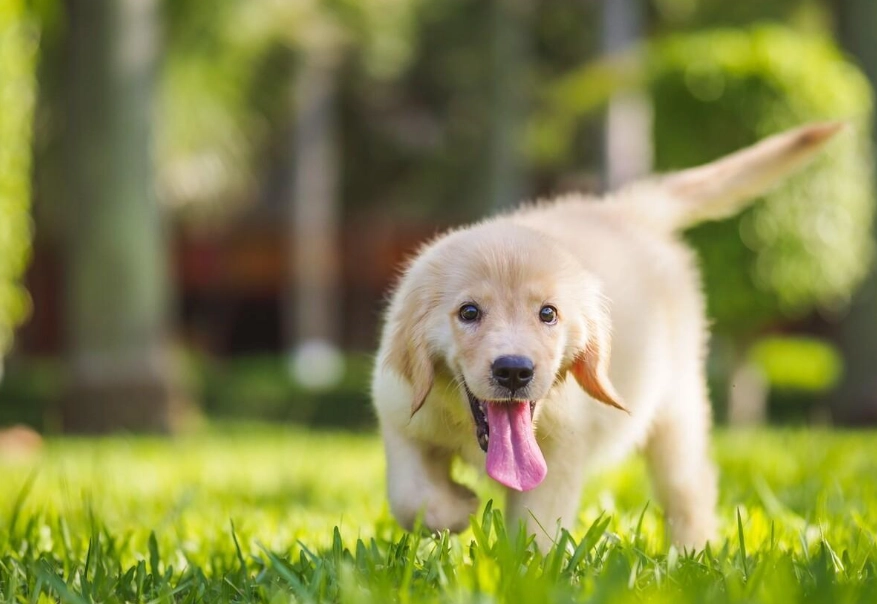 黃金幼犬價格