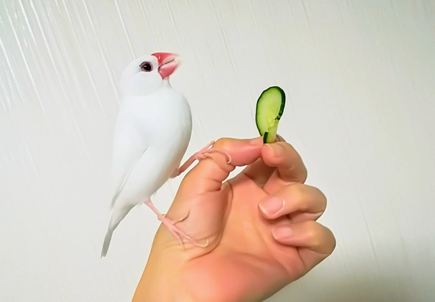 文鳥飼料推薦