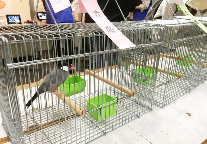 文鳥挑食