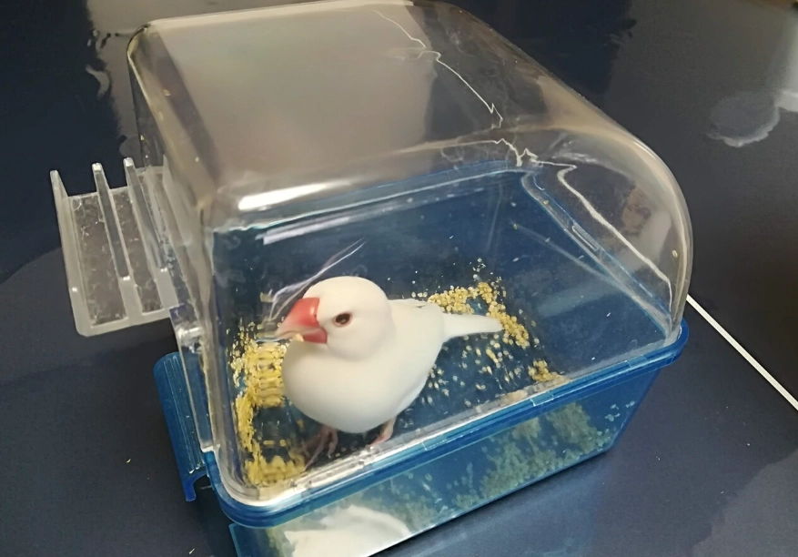 文鳥挑食