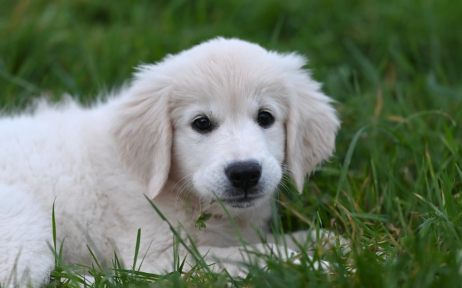 黃金獵犬幼犬照顧