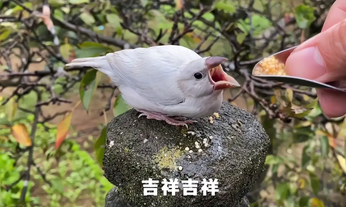 文鳥飼料推薦