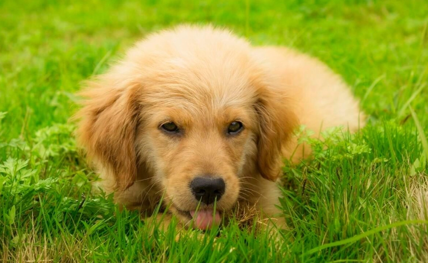 黃金獵犬幼犬照顧